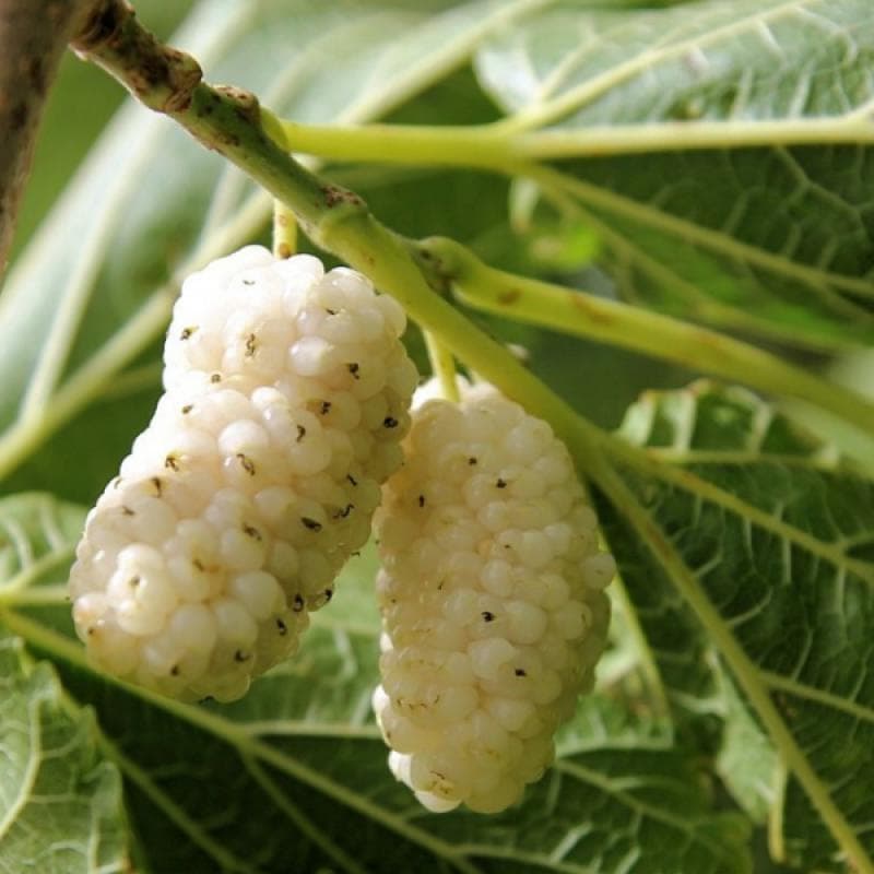 White mulberry