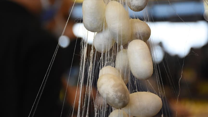 Silk thread unwinding